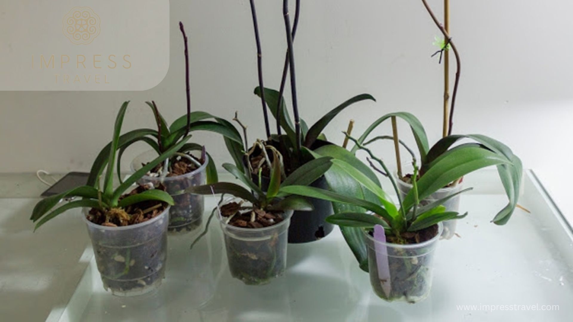 Start growing orchids