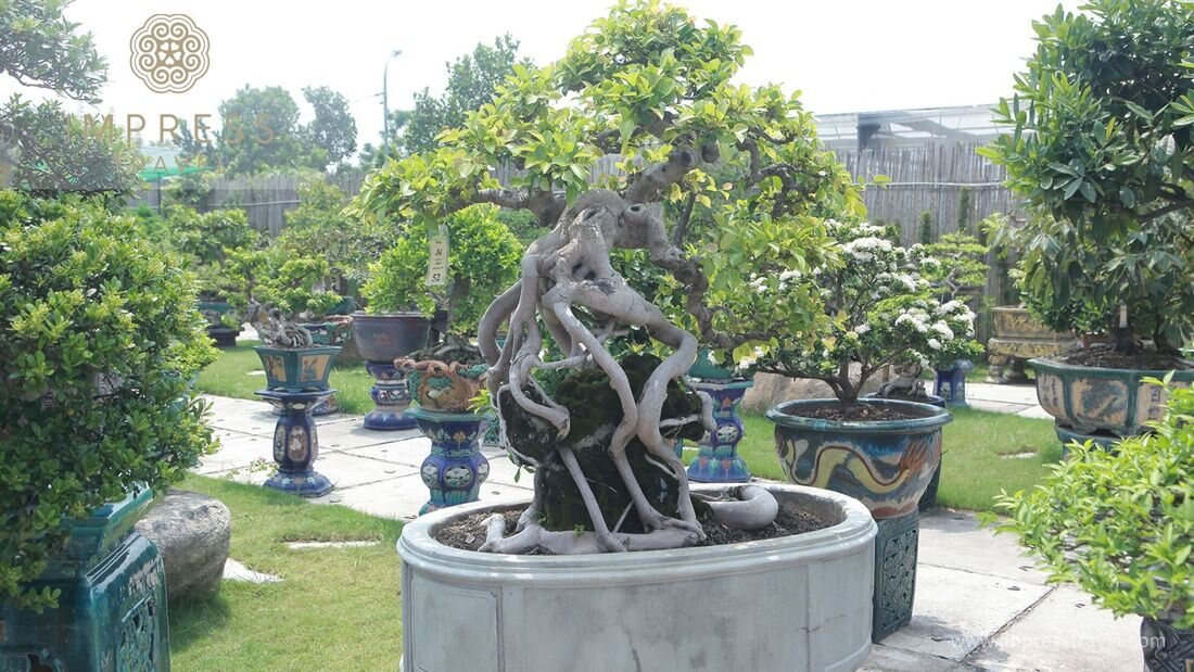 The beauty of Hanoi's Bonsai