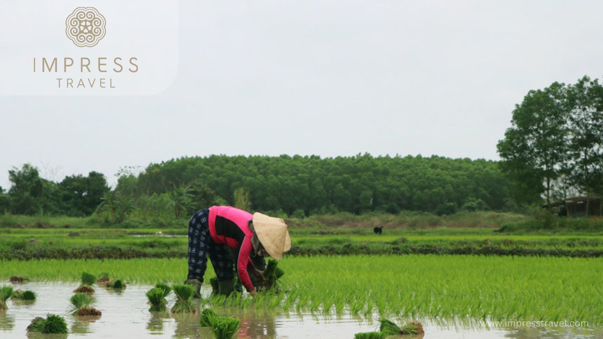 The farmer is planting rice