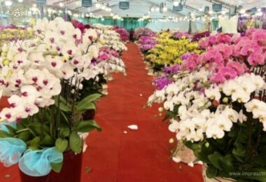 The popularity of orchids in Hanoi