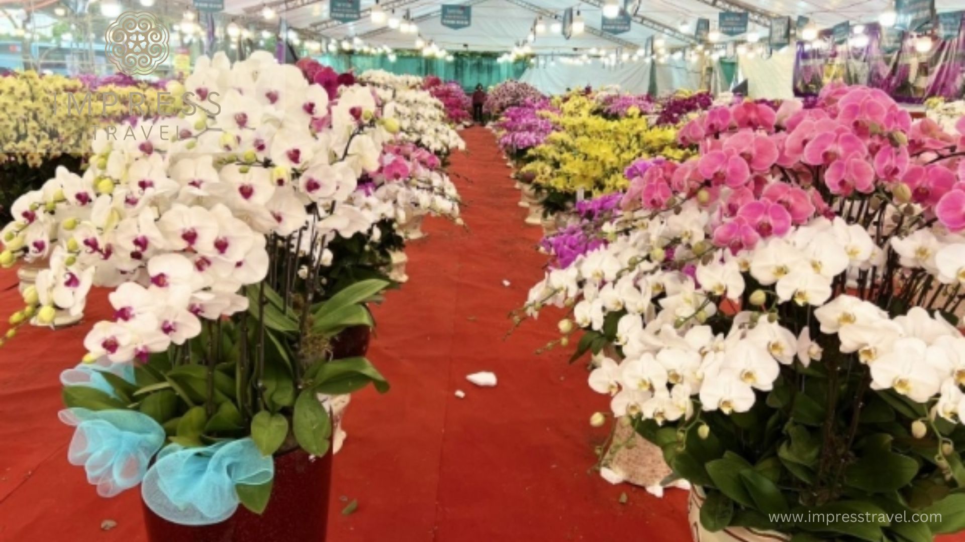 The popularity of orchids in Hanoi