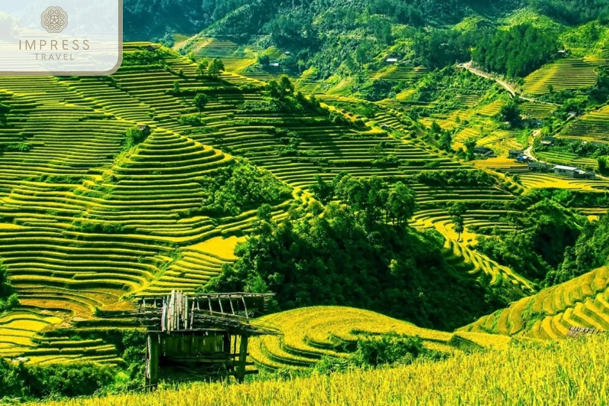 Rice fields for Pu Luong Park Tours