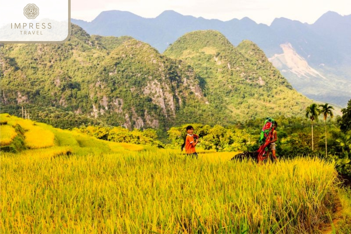 Brilliant green and yellow rice fields in Pu Luong