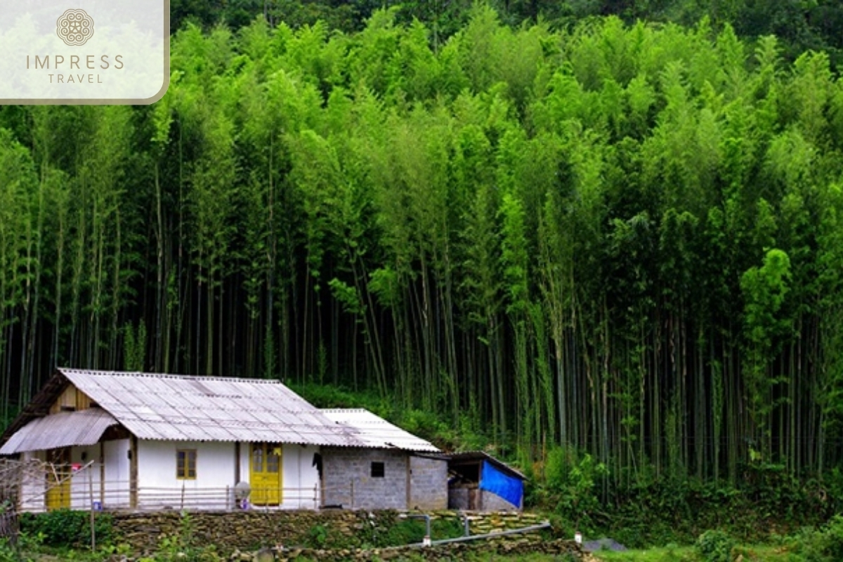 Bamboo Forest in an Impressive Discovery Tour to the Thai People in Mu Cang Chai