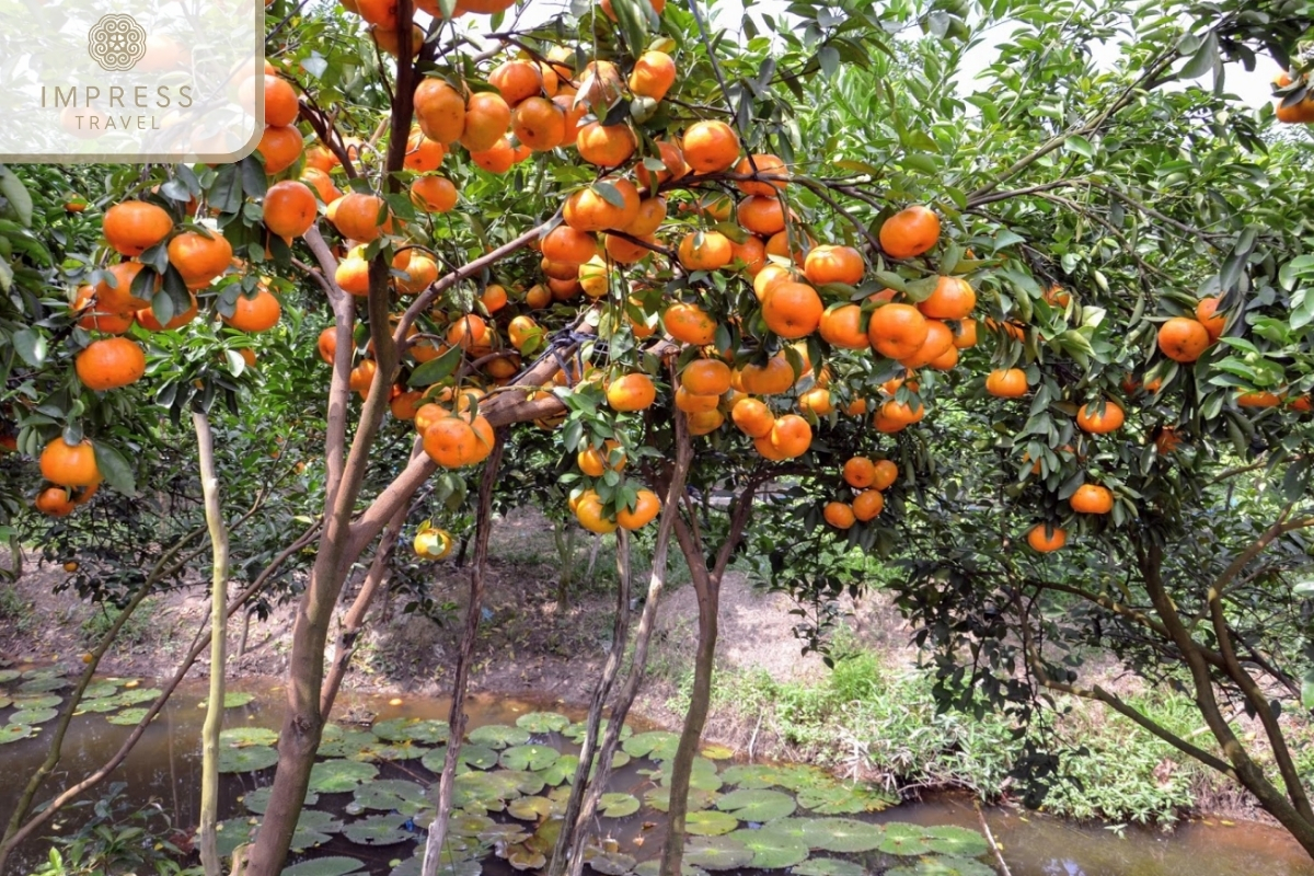 Dong Thap Mandarin Orange Garden