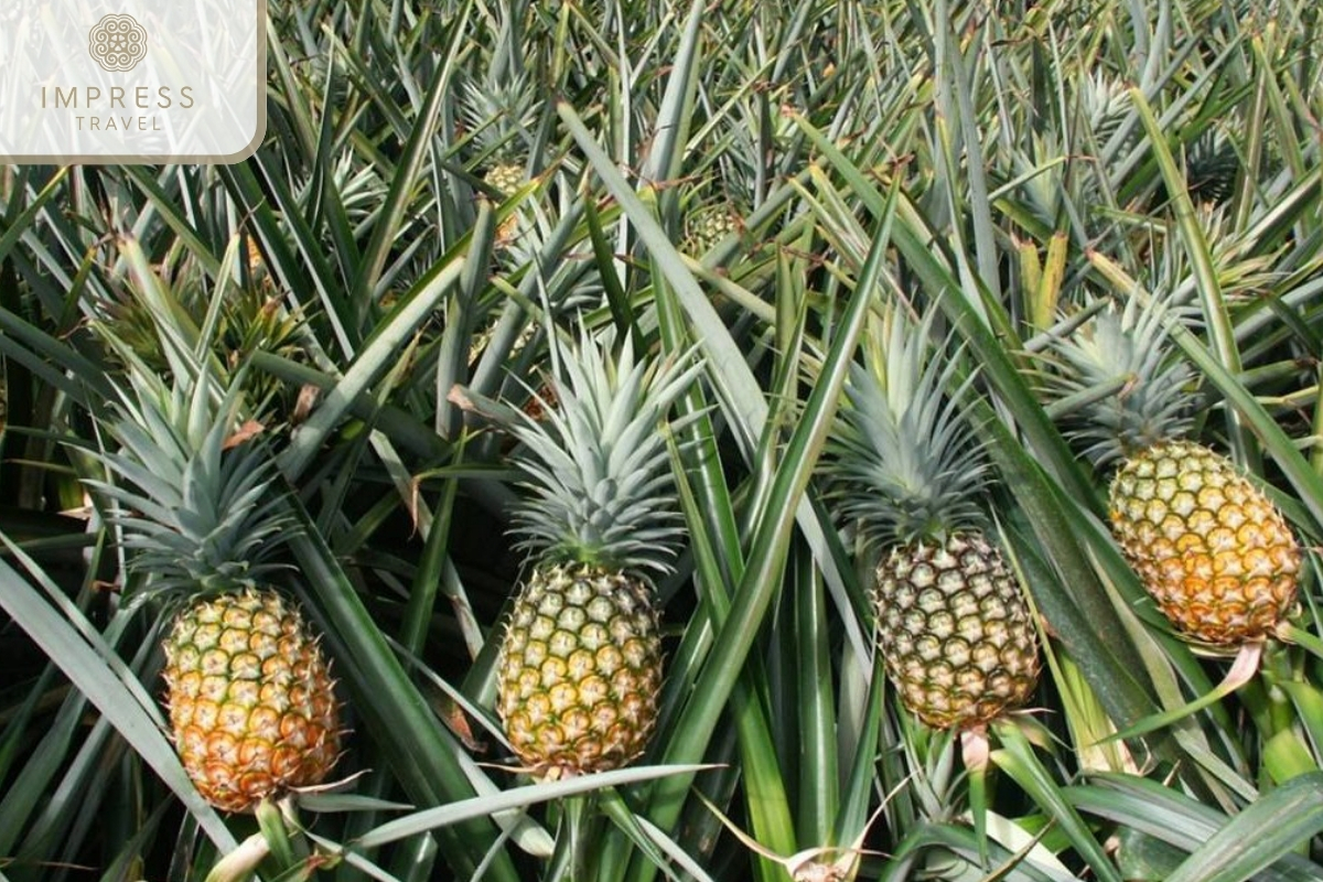 Ben Luc Pineapple Garden-Mekong Garden Tourism