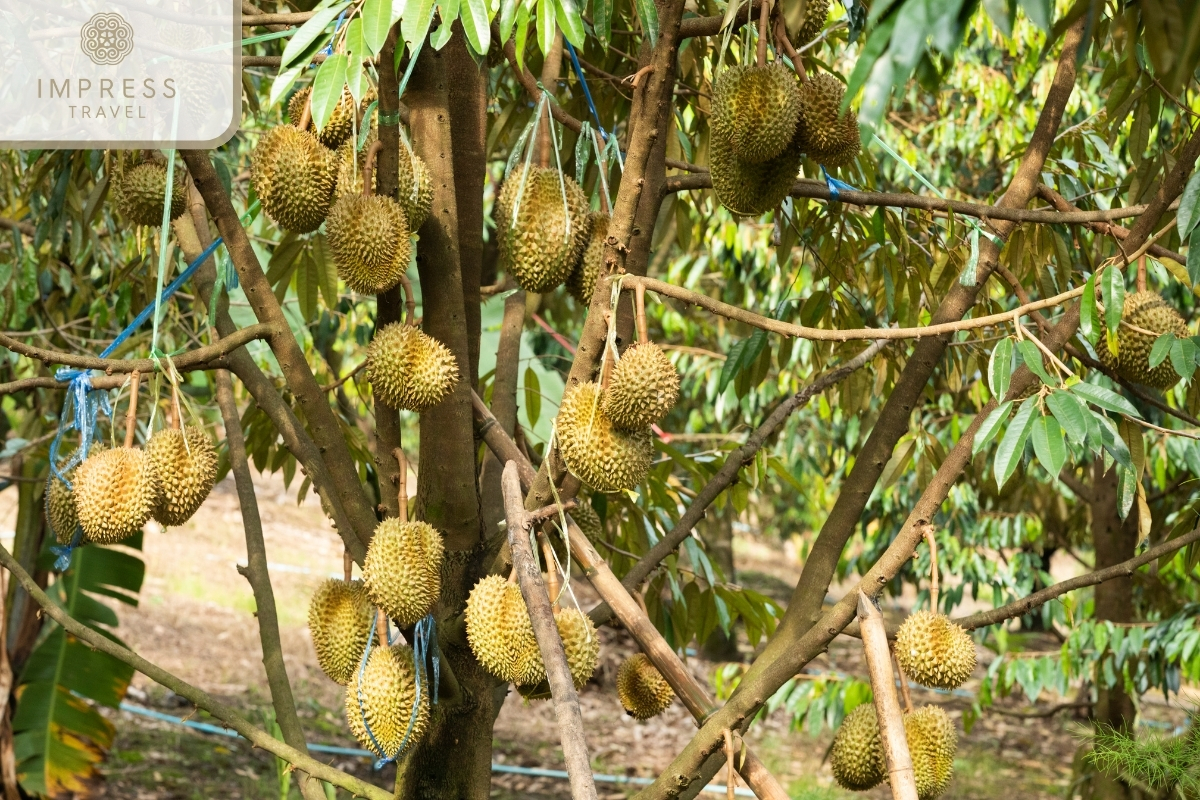 Cai Be Fruit Garden-Mekong Garden Tourism