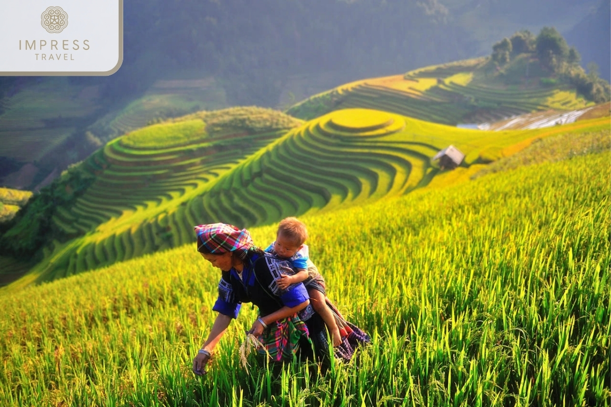 Terraced Rice Fields - breathtaking beauty of Mu Cang Chai