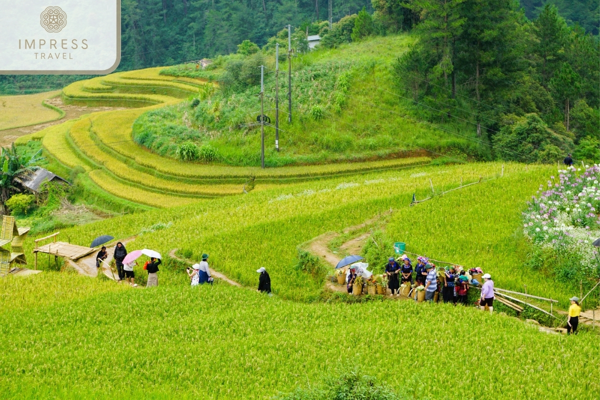 Tourists check in at Mu Cang Chai terraced fields