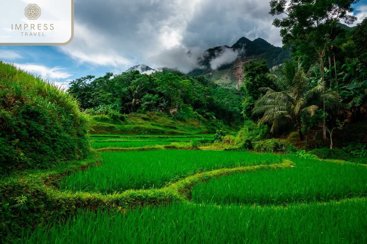 Fresh green rice fields in Classic trekking tours in Pu Luong