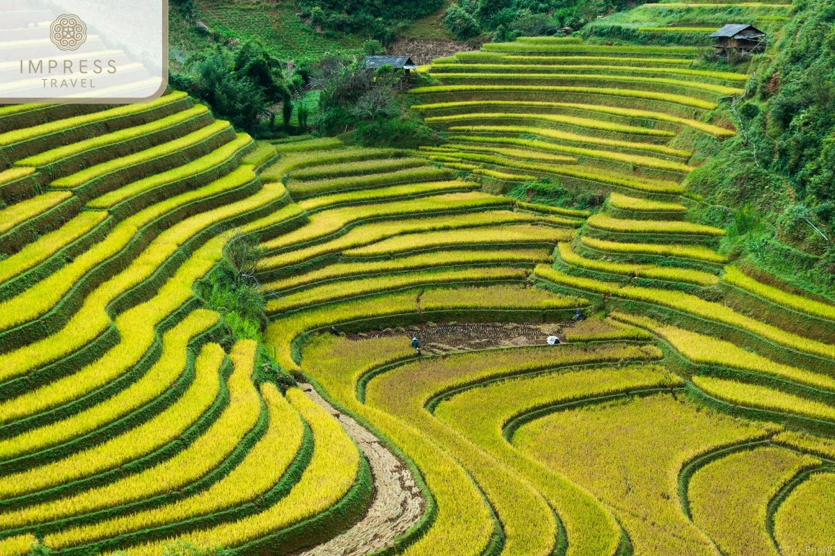 Beautiful terraced fields in Classic trekking tours in Pu Luong