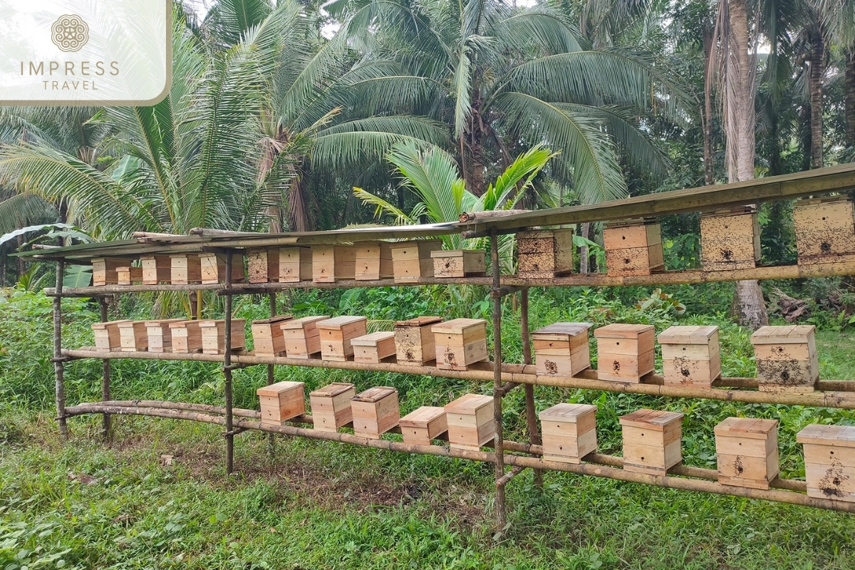 Visit to the Bee Farm in Con Thoi Son tour to explore Mekong River Delta