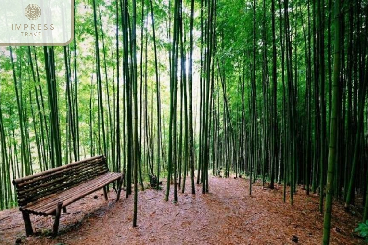 Bamboo Forest of H'mong Family & Homestay tour in Mu Cang Chai