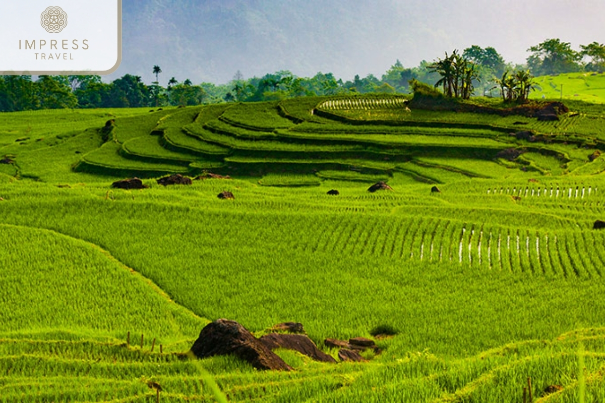 Terraced Fields in Muong Homestay Tour in Pu Luong