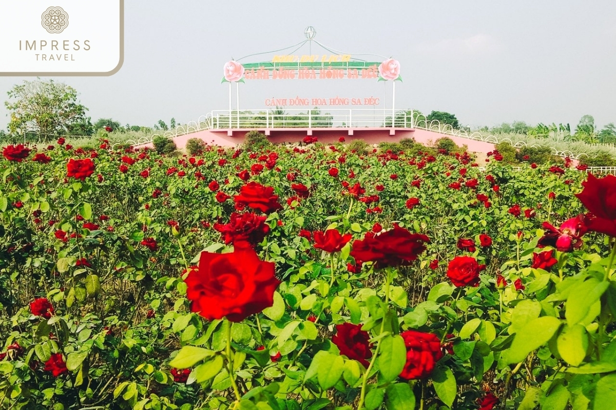 Rose Field of the Experience the Mekong Tour to See Fish Fly