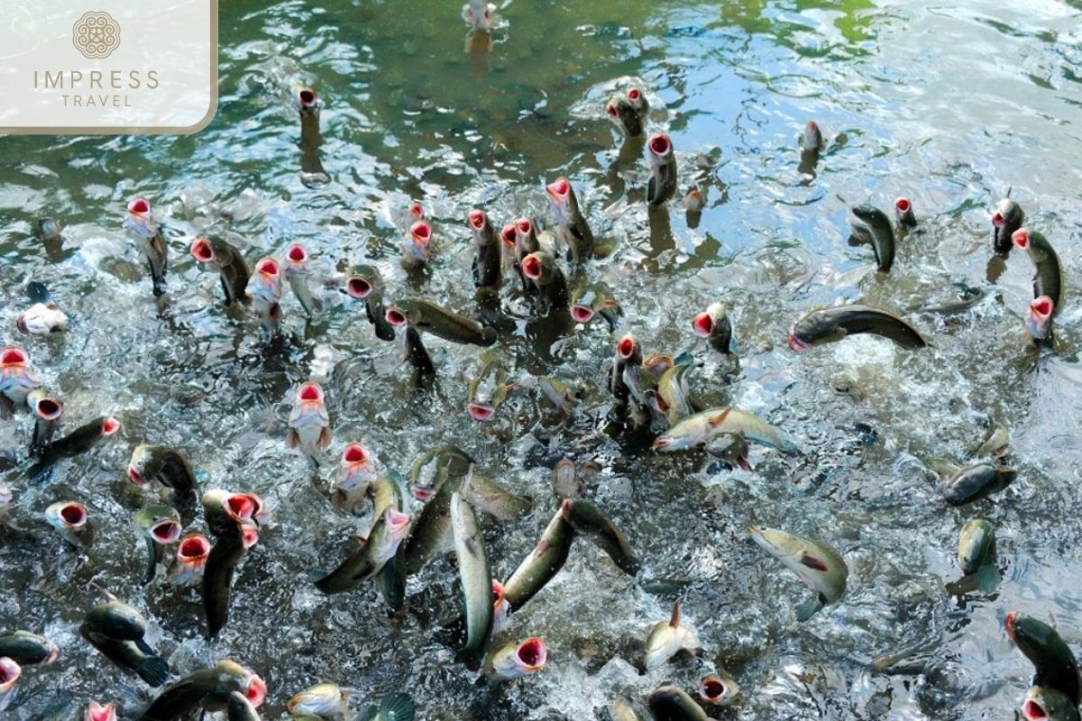 Flying Snakehead Fish Show tour of the Con Son islet