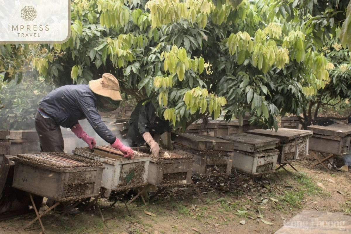 Honey Garden in Fruit orchard tour to fertile Cu Lao Binh Island