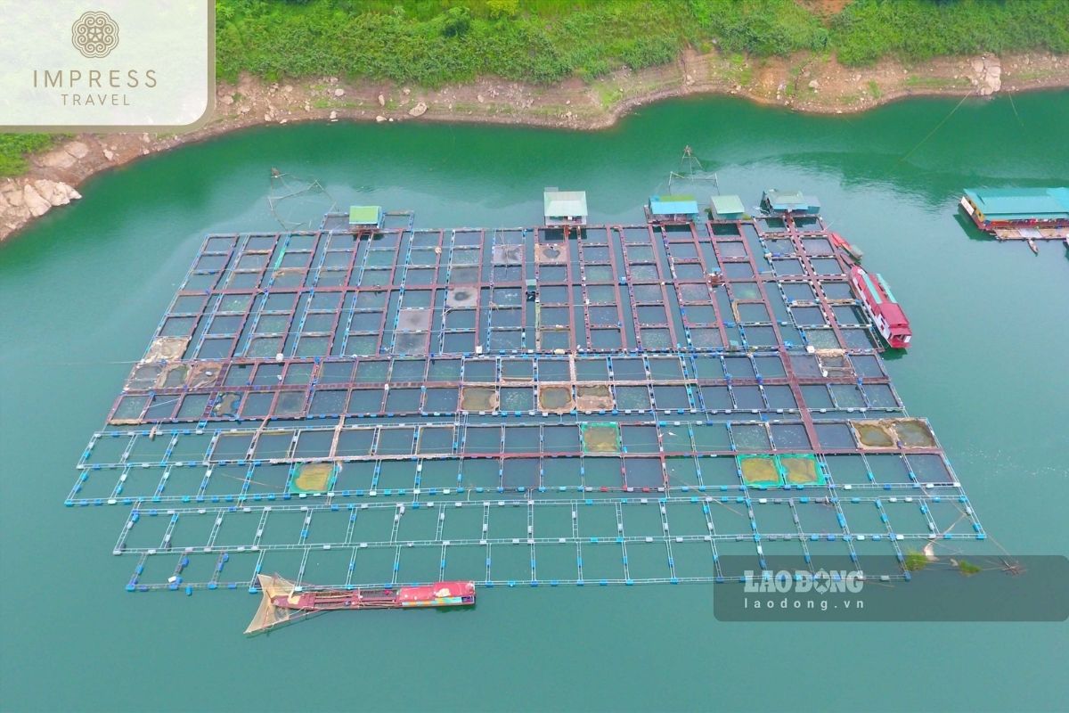  Floating Fish Farms in tour of the Con Son islet