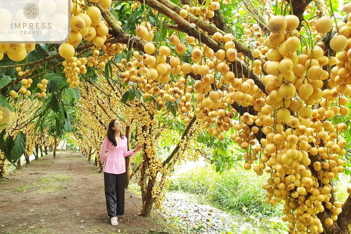 Experience in the Orchard in Fruit orchard tour to fertile Cu Lao Binh Island