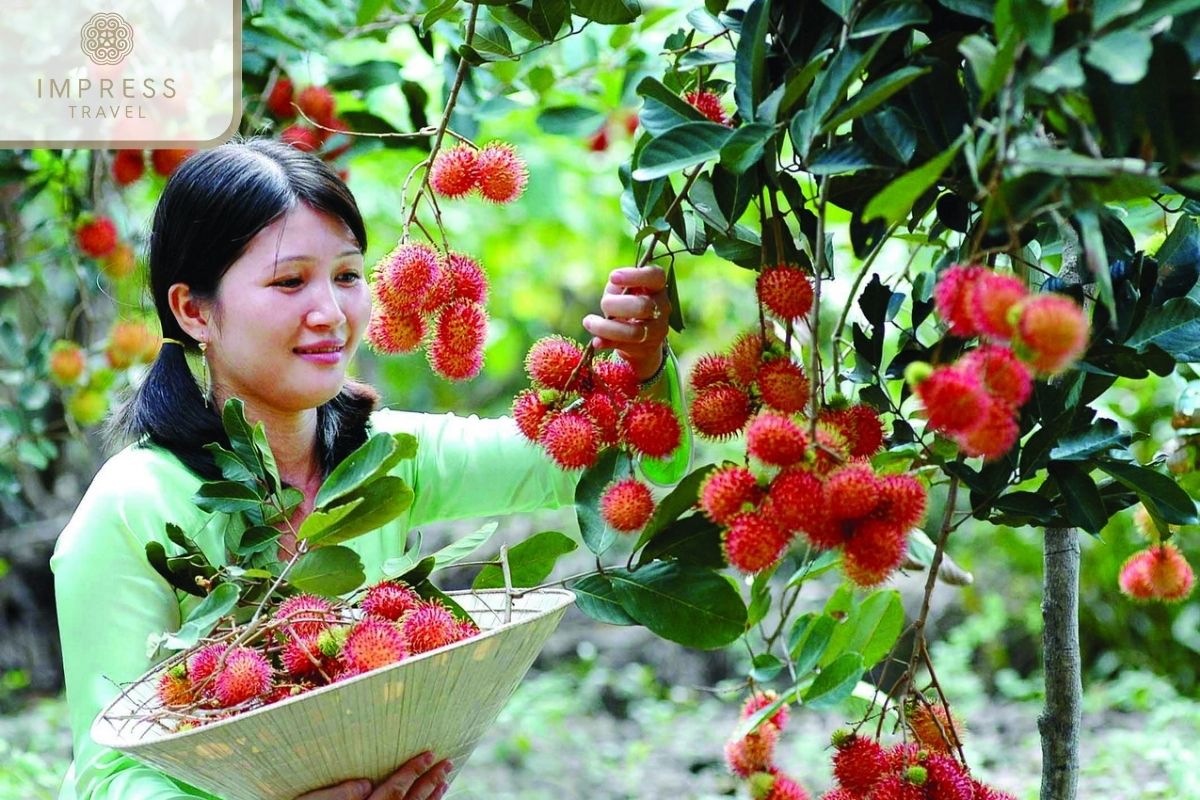 Fruit Garden in tour of the Con Son islet