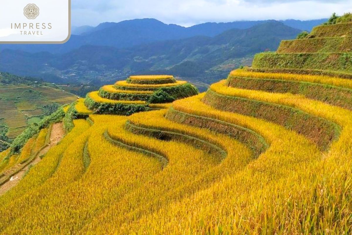 Half-Day Trekking Tour in Mu Cang Chai: Trekking to Che Cu Nha