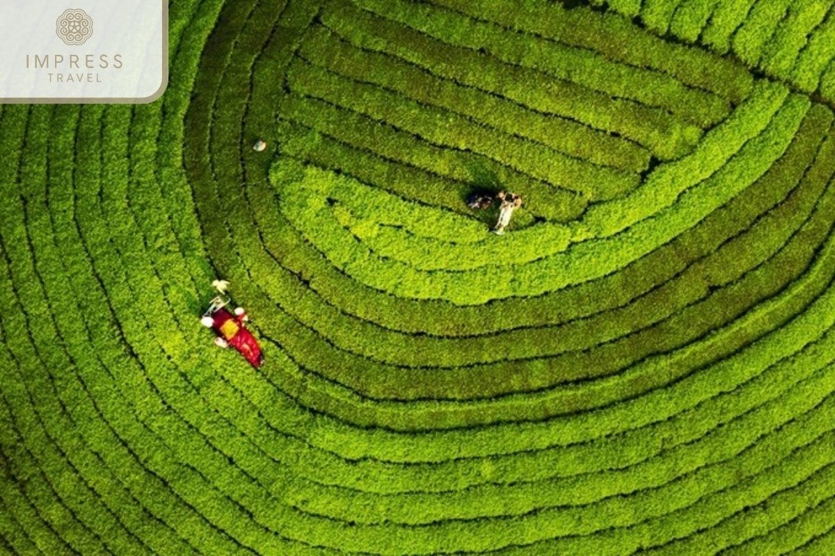 Thanh Son Tea Plantations- Hanoi - Mu Cang Chai - Halong Luxury Cruise Tour Package