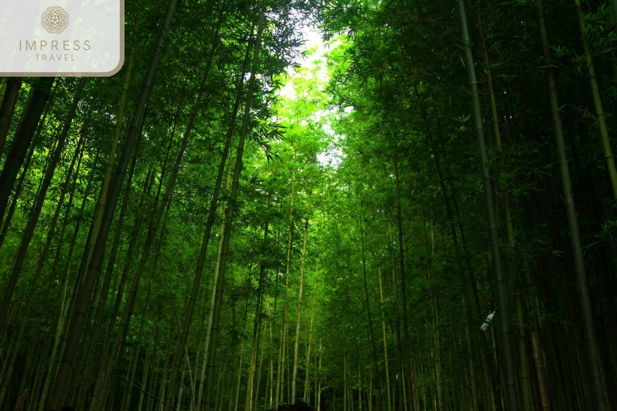 Bamboo Forest of homestay rung truc and trekking tour 