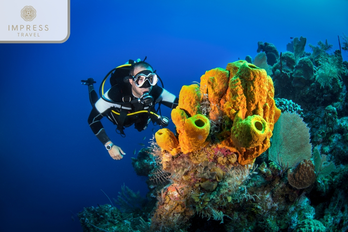 Experience viewing beautiful coral reefs