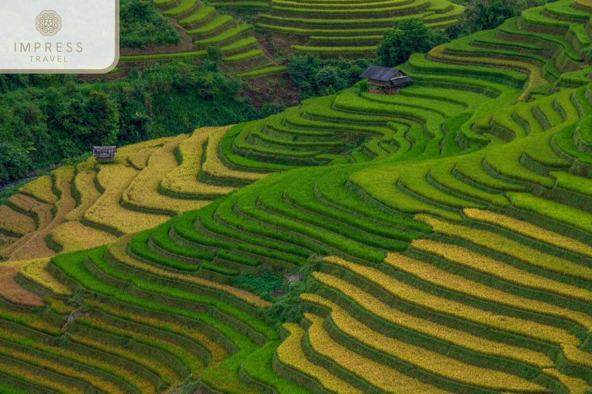 Lush green terraced fields-North Vietnam package tour with Mu Cang Chai