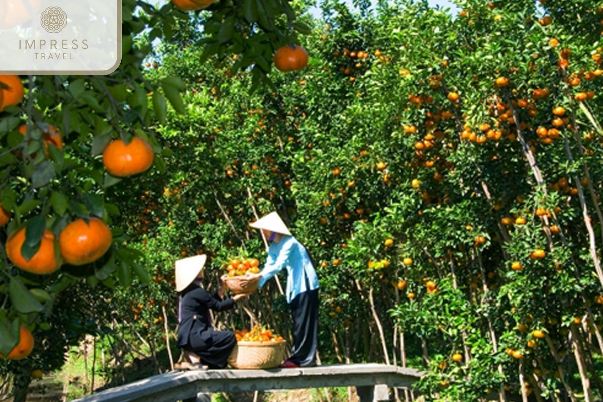 Fruit Orchards at Vinh Sang Tourist Area