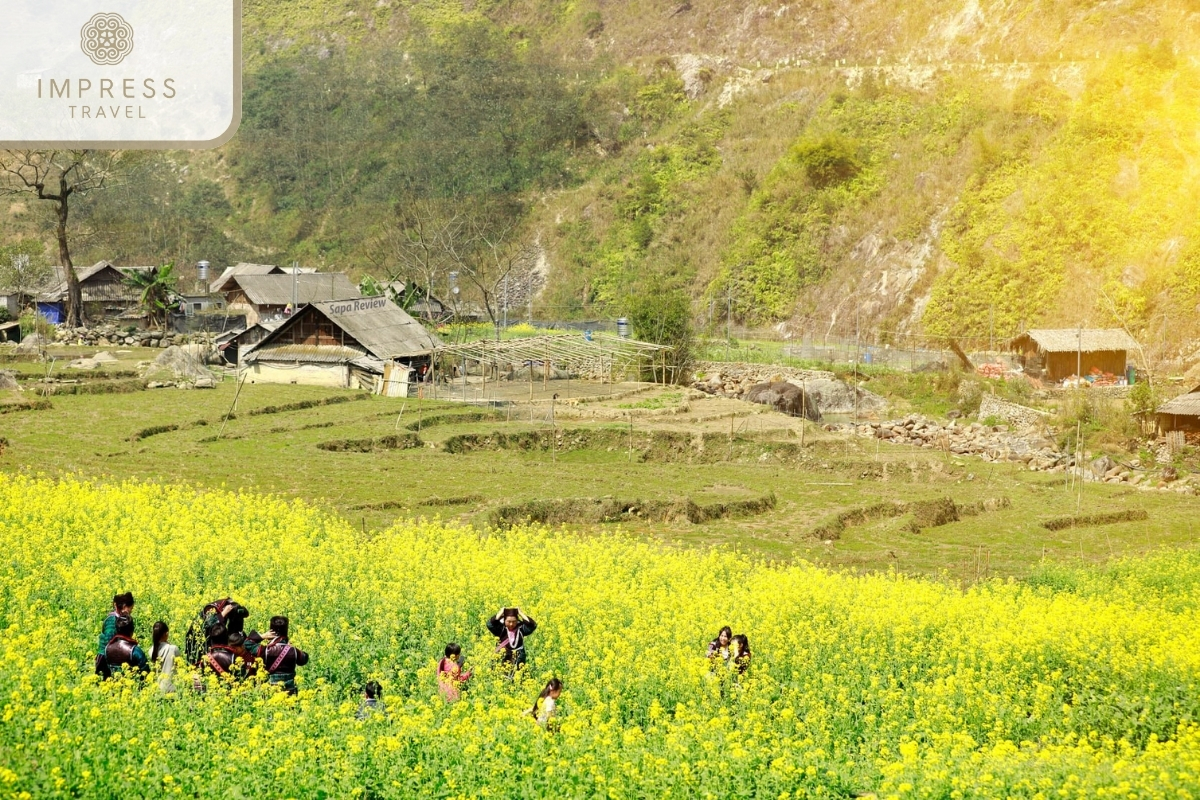 Golden Mustard Flower Fields 