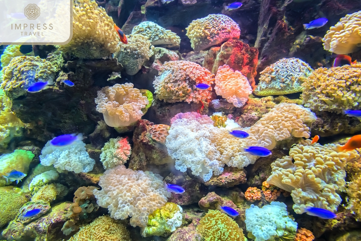 Beautiful coral reef