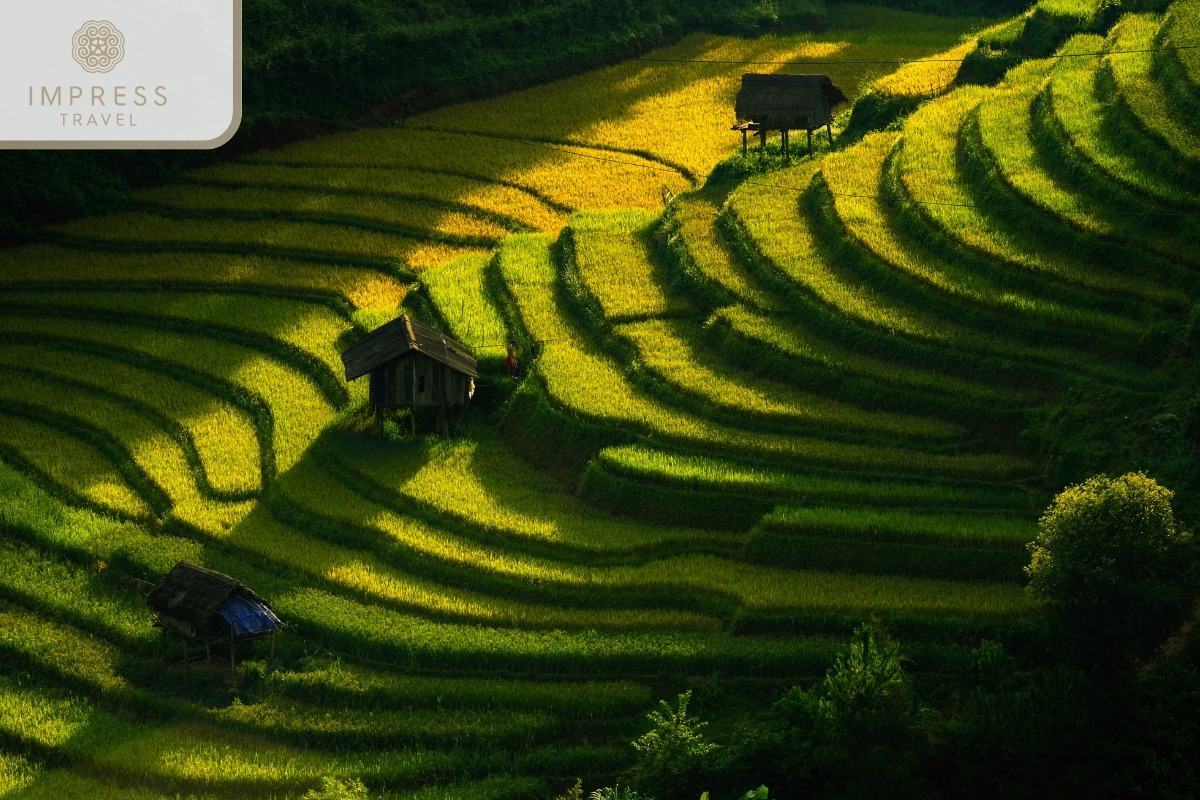 Mu Cang Chai Rice Terrace Festival