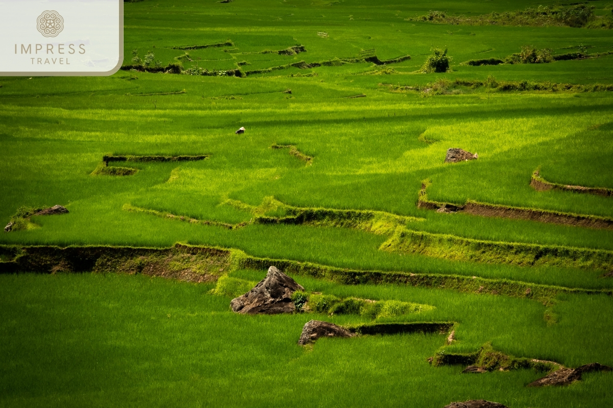 Spring sees cool green rice fields-best season for a trekking tour in Pu Luong 