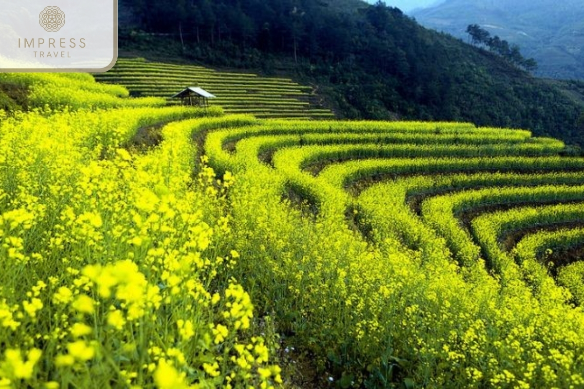 Spring for the best season for a hiking tour in Mu Cang Chai