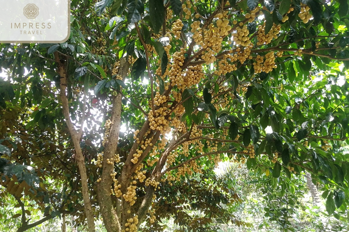 Chin Hong Fruit Garden