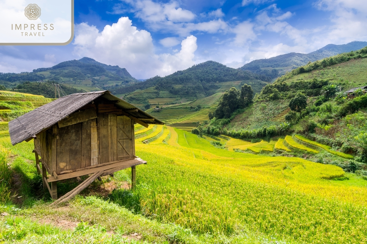 Bright yellow rice fields-How far is Mu Cang Chai from Yen Bai City?