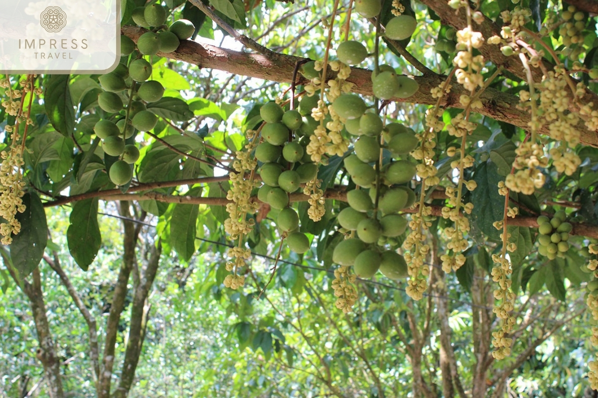 Chin Hong Fruit Garden