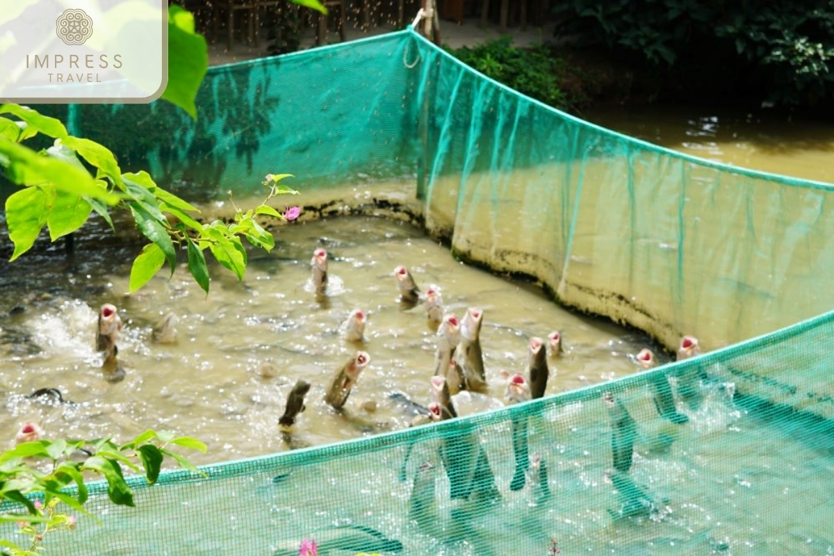 Flying Snakehead Fish Show in tour of the Con Son islet