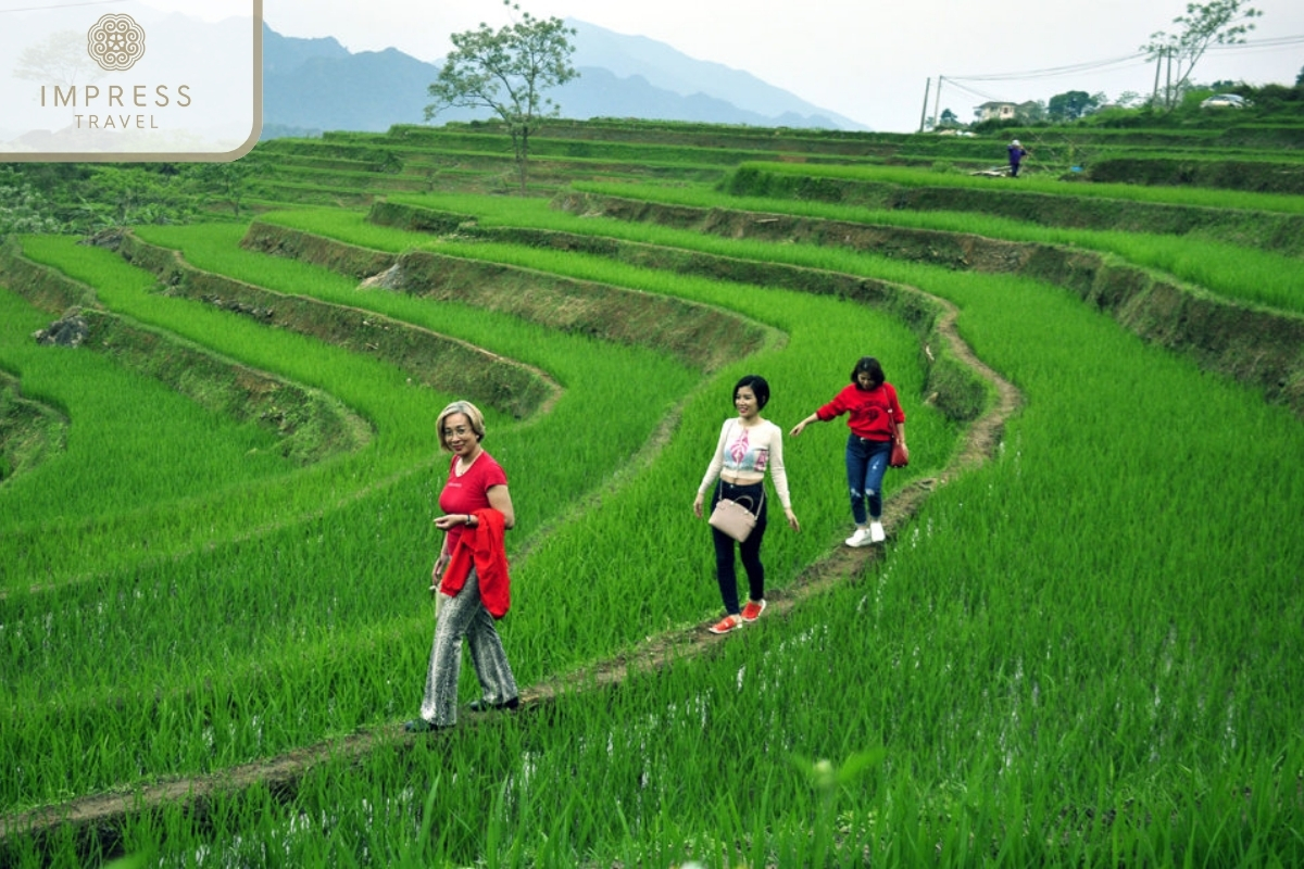 Visit lush green rice fields- great trekking tour in Pu Luong Nature 