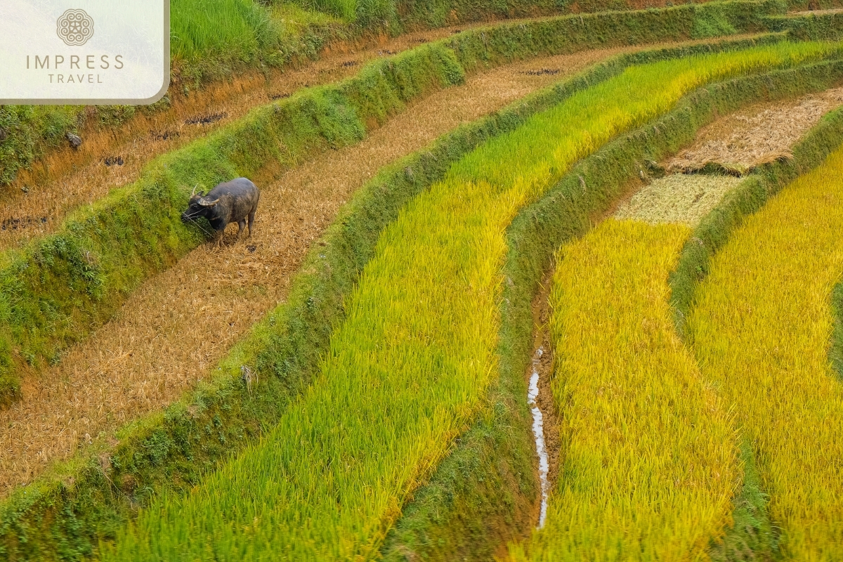 Harvest season in Mu Cang Chai-How far is Mu Cang Chai from Yen Bai City?