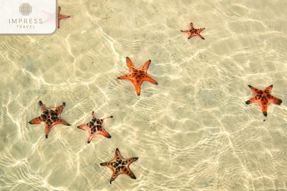 Starfish hunting on Phu Quoc island