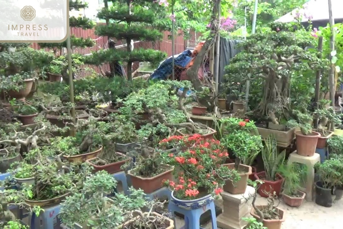 Bonsai Gardens in sweety fruits Cai Mon in the Mekong Delta