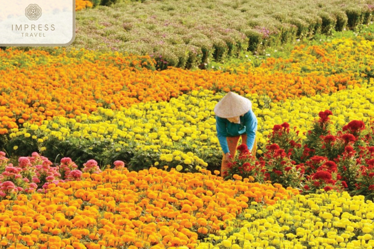 Cho Lach Flower Village in sweety fruits Cai Mon in the Mekong Delta