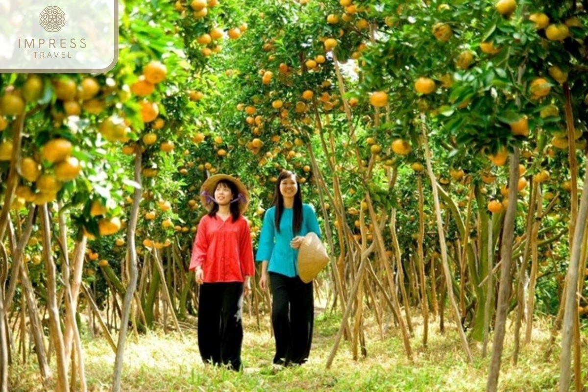 Cai Mon Orchard in sweety fruits Cai Mon in the Mekong Delta