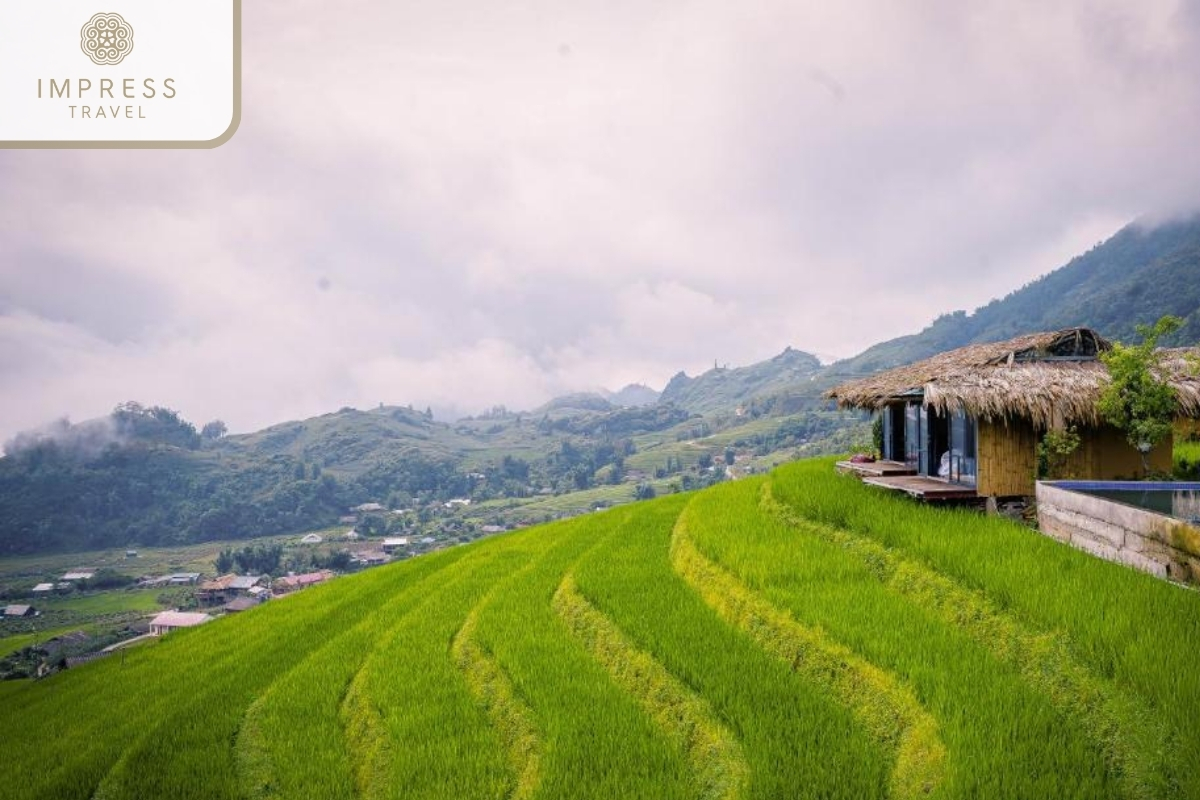 Fresh green rice fields- Discover Ta Phin Village of the Red Dao People in Sapa