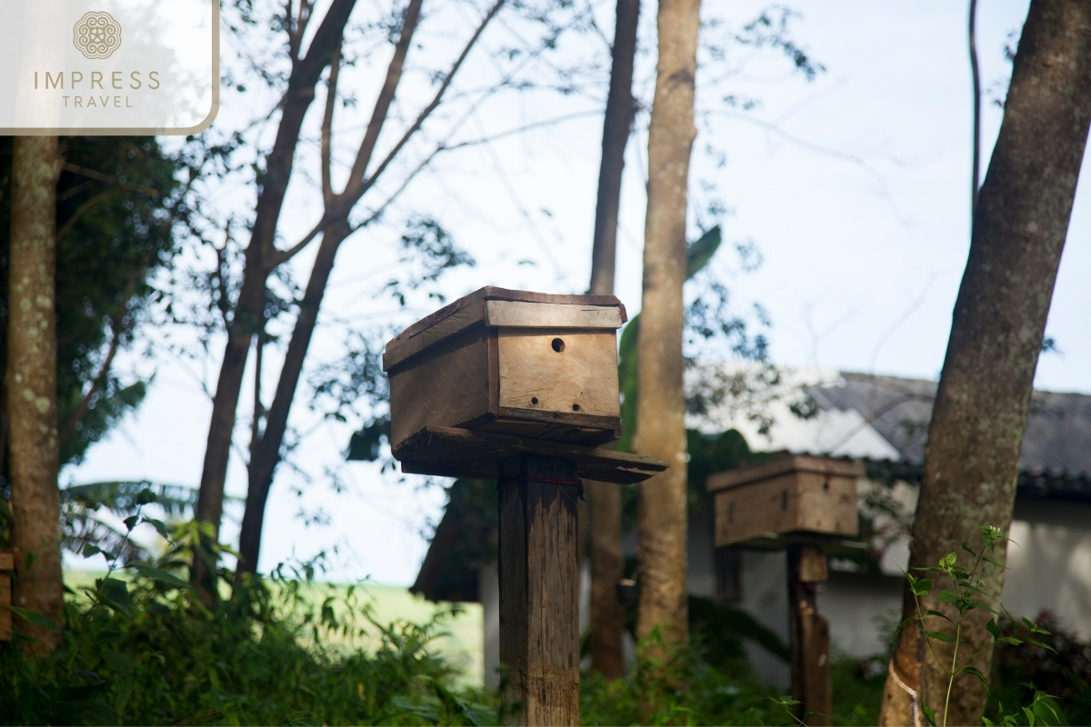 Visit the Bee House - visit the bee house in the Mekong Delta 