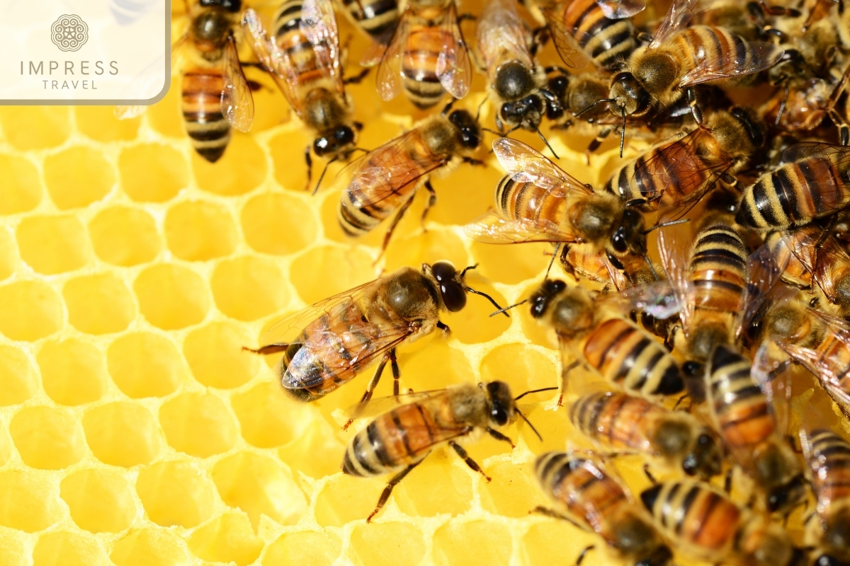 Honey from the Mekong - visit the bee house in the Mekong Delta