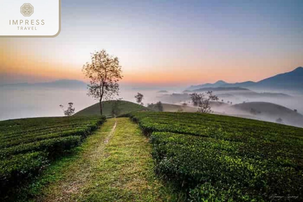 Thanh Son Tea Hills of Hmong ethnic groups in Mu Cang Chai 