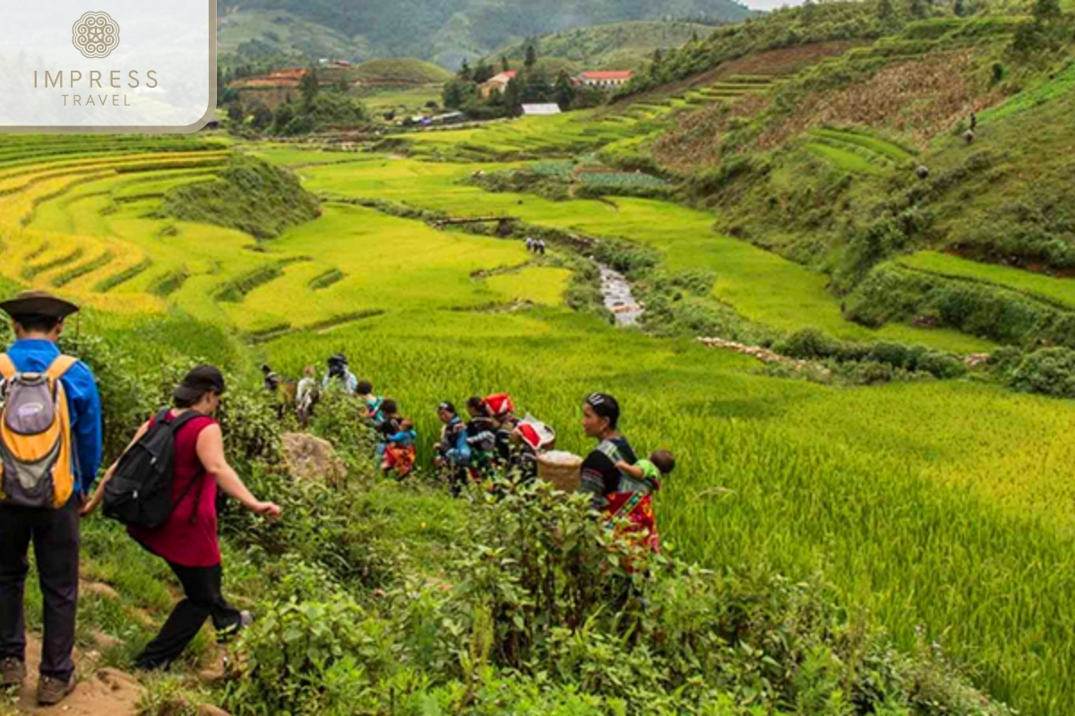 Walk through rice fields-Trekking tour to Ban Ho Village from Sapa